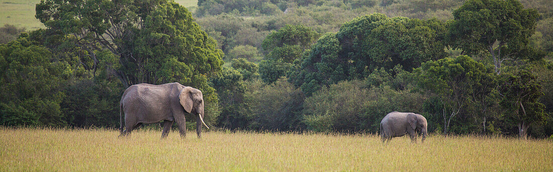 Adult elephant (Loxodonta) and juvenile elephant grazing in field in the grasslands of the savanna, Maasai Mara National Park; Kenya, Africa