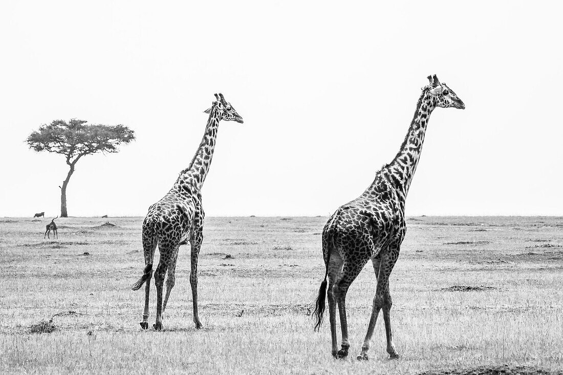 Two giraffes (giraffa) walking in a field in the grasslands of the savanna with a warthog and an antelope in the background; Maasai Mara National Park, Kenya, Africa