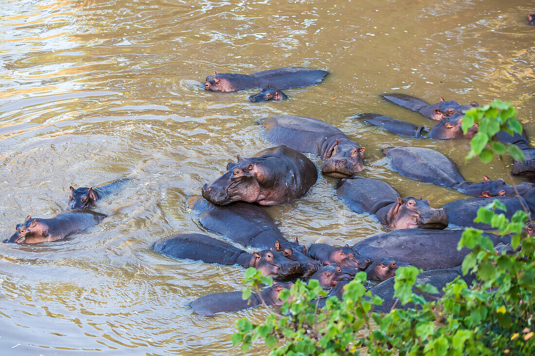 Ein Schwarm Flusspferde (Hippopotamus amphibius) kühlt sich im Wasser in der Nähe des Ufers im Maasai Mara National Park, Kenia, Afrika