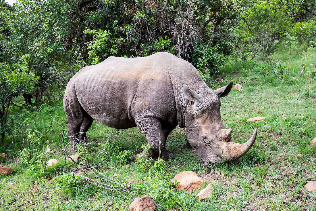 White rhinoceros (Ceratotherium simum) grazing on grass in the Maasai Mara National Park; Kenya, Africa