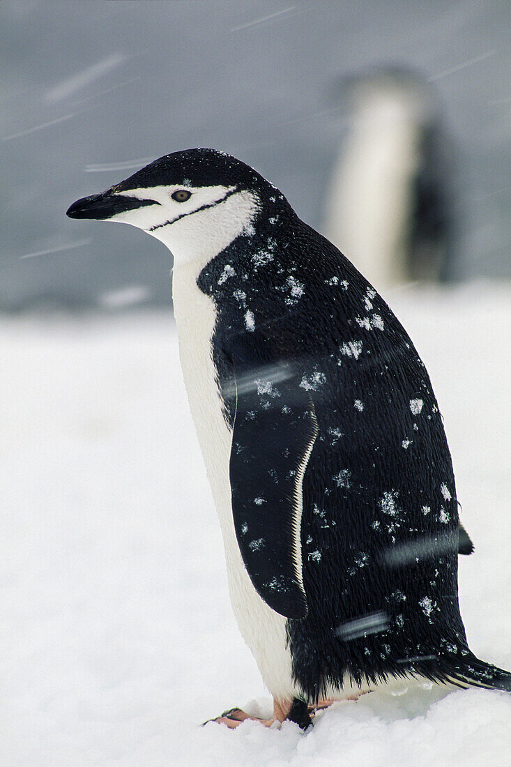 Porträt eines Zügelpinguins, Pygoscelis antarctica, im Schneesturm.