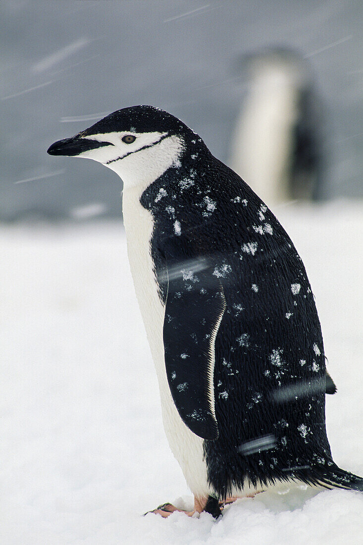 Portrait of a chinstrap penguin, Pygoscelis antarctica, in snow storm.