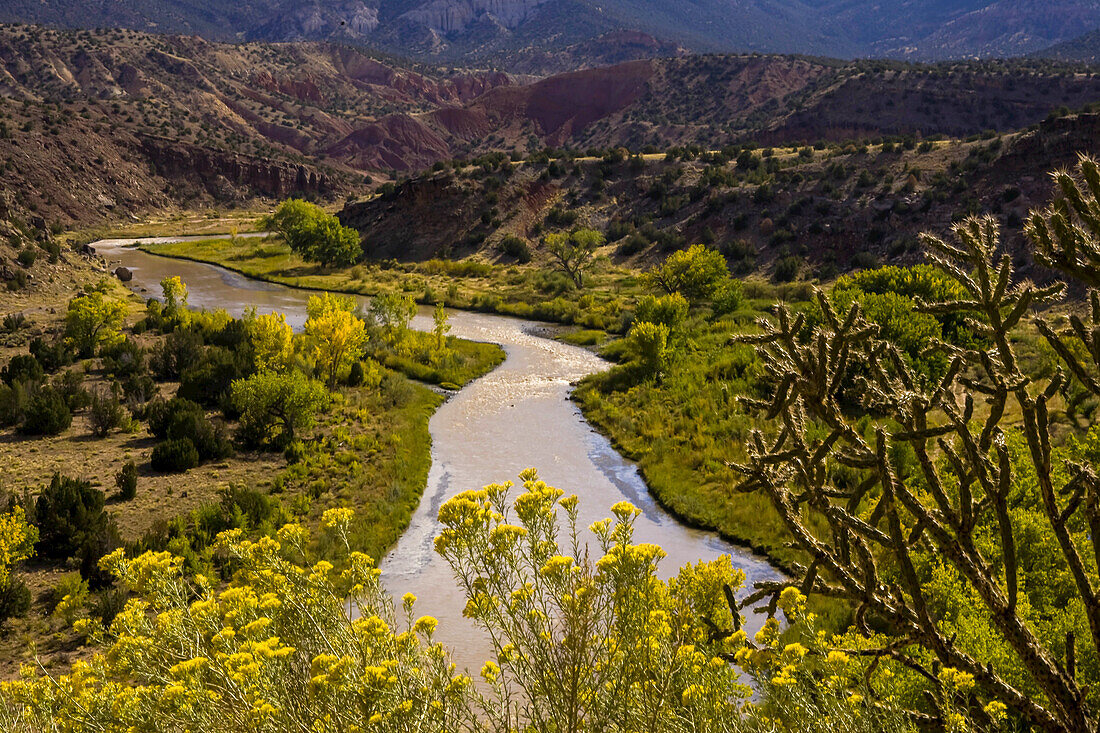 Wildblumen wachsen entlang des Chama Rivers.