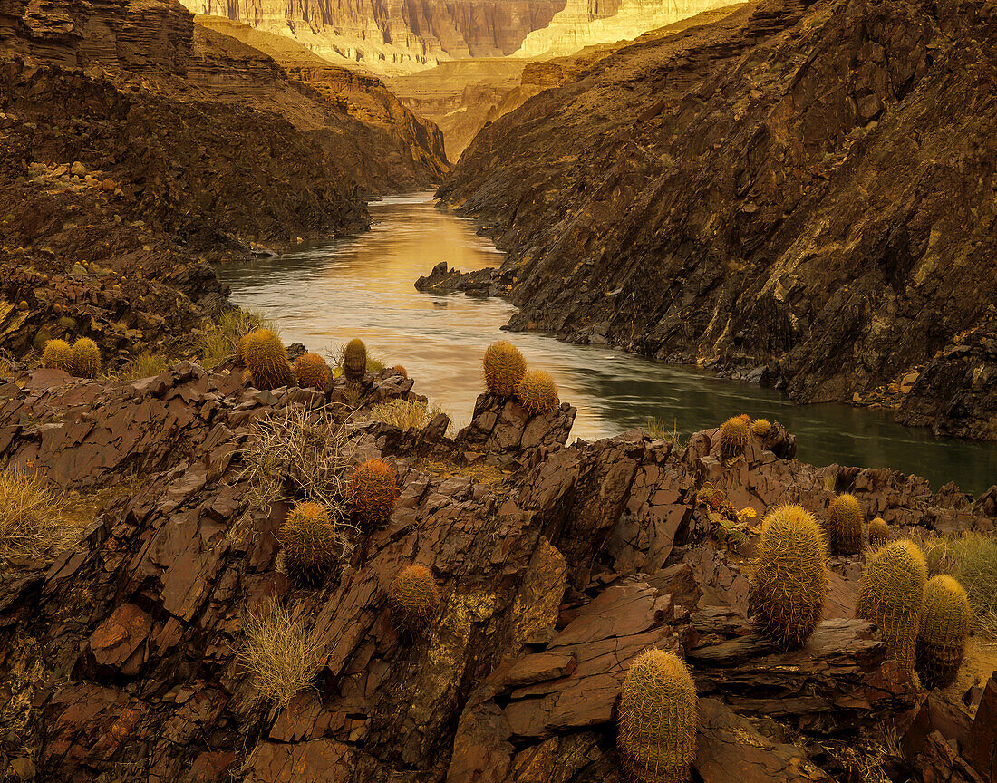 Colorado River at Granite Gorge, past barrel cacti on schist.