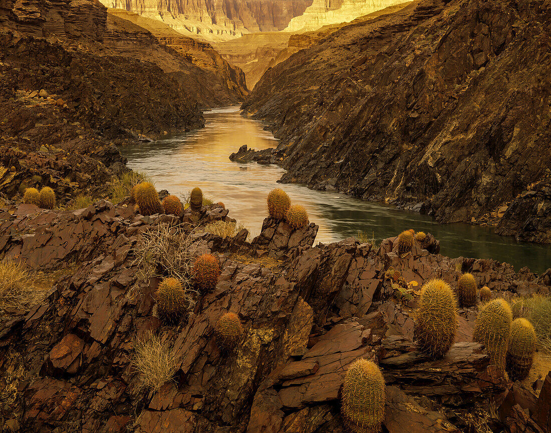 Der Colorado River in der Granite Gorge, vorbei an Fasskakteen auf Schiefer.