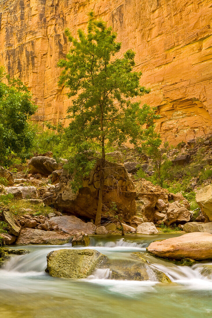 Cottonwood on bank of Havasu Creek, at rushing Travertine Cascades