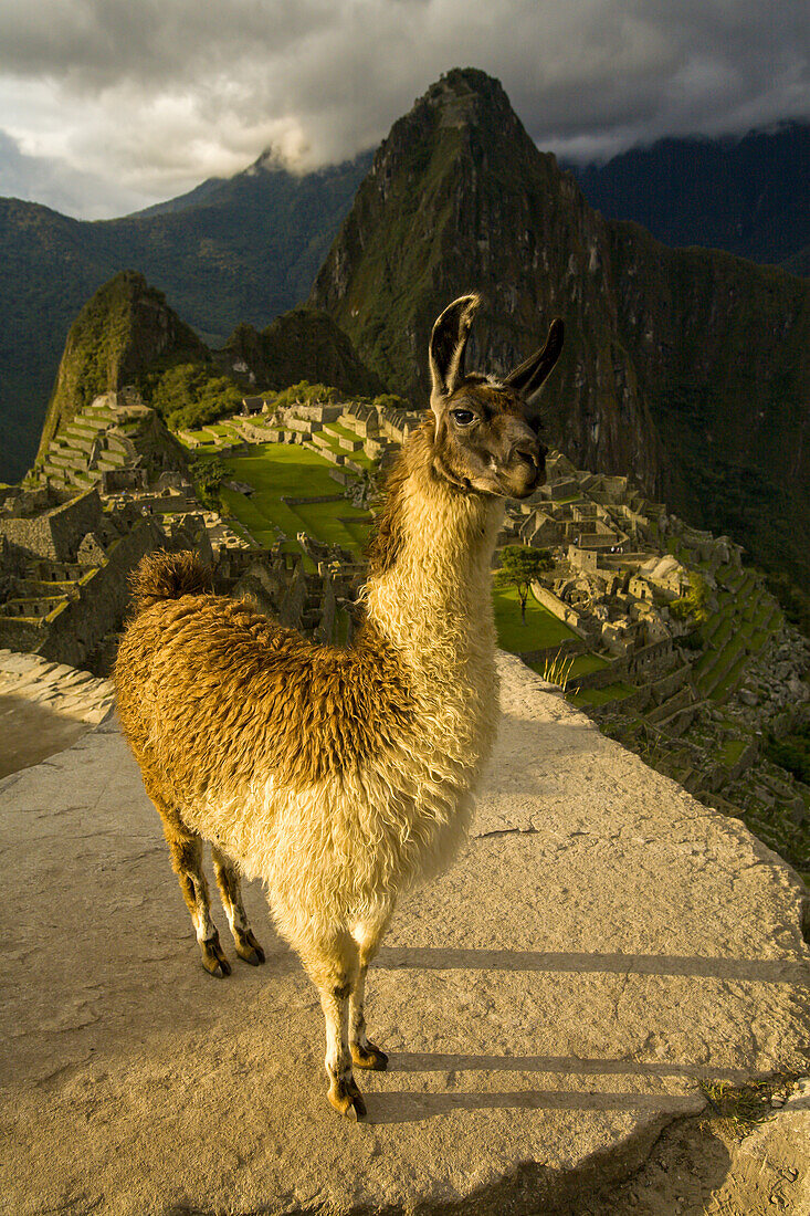 Lama mit Blick auf die präkolumbianischen Inkaruinen von Machu Picchu.