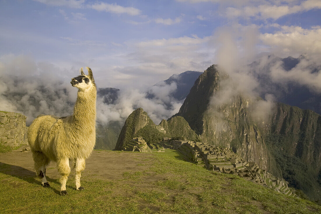 Llama looking over the pre-Columbian Inca ruins of Machu Picchu.