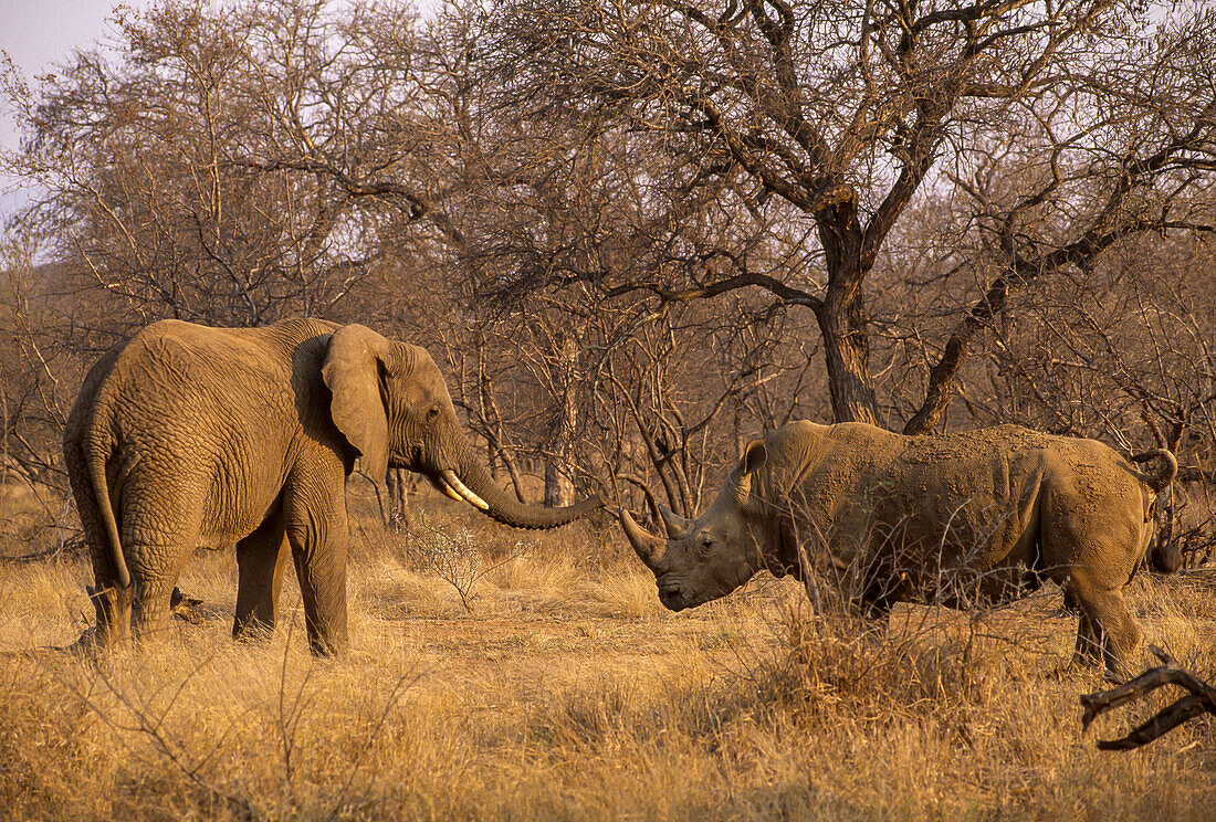 An African elephant and white rhino meet in the African bush.