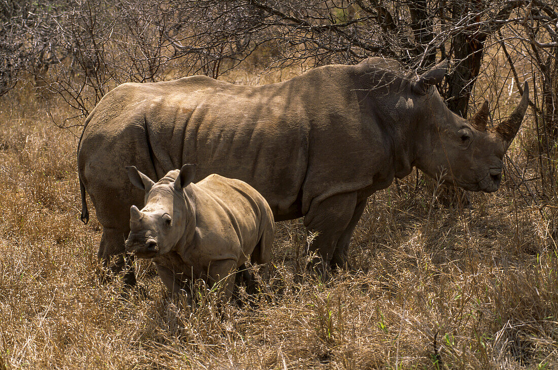 A white rhino and her calf in the African bush.