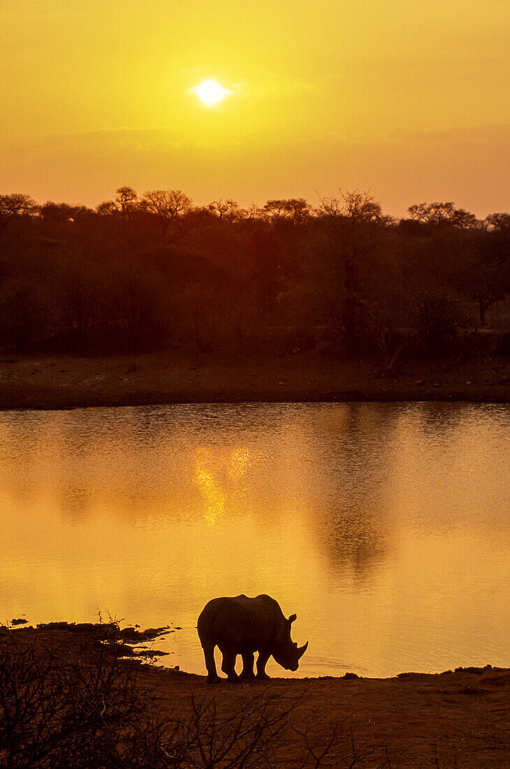 Silhouetted white rhinoceros at water's edge at twilight.