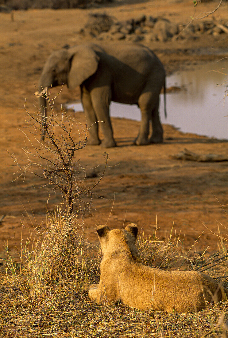A lion watches an African elephant at a watering hole.