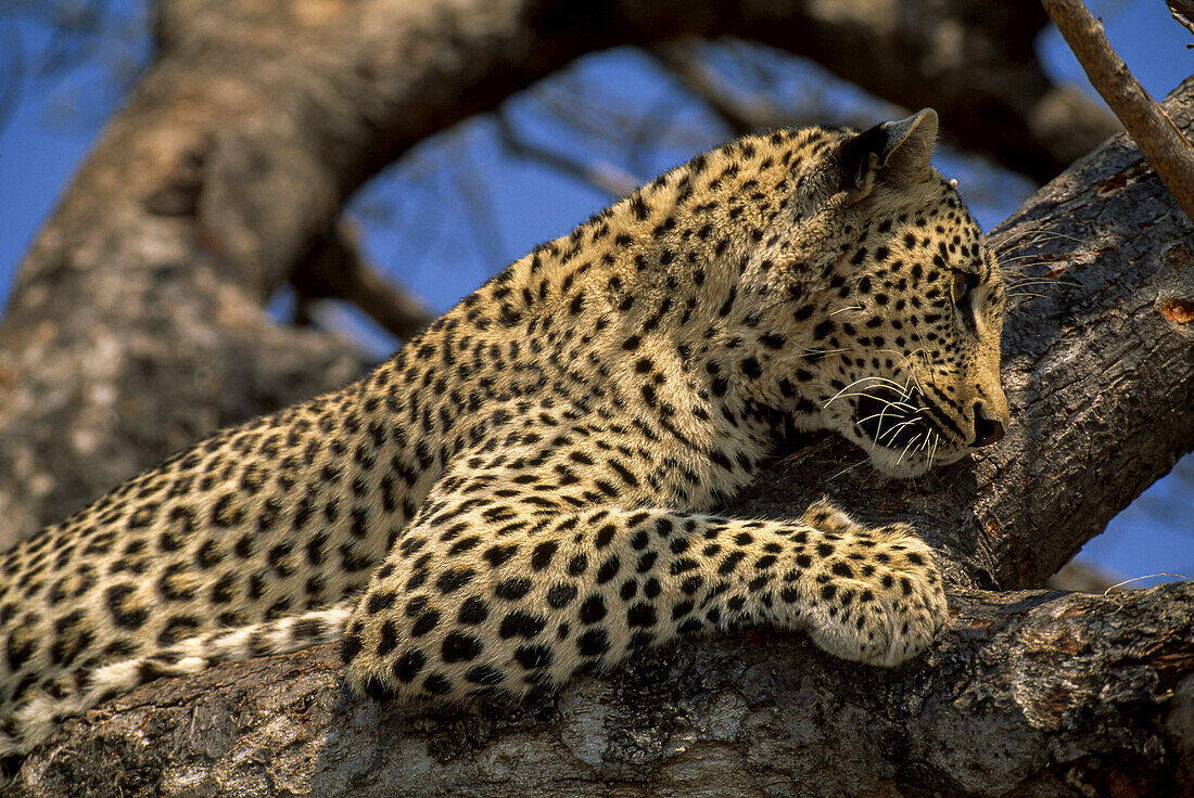 An alert leopard, Panthera pardus, resting on a sturdy tree limb.