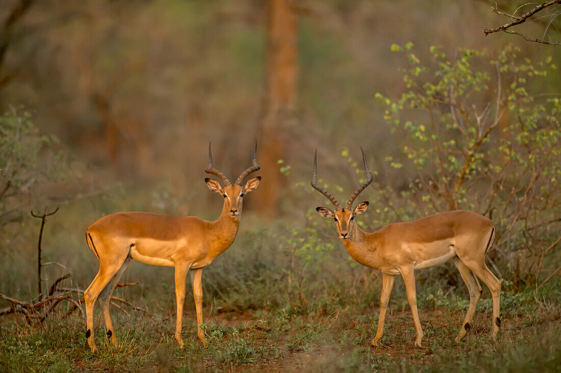 Ein Paar Impalas, Aepyceros melampus, schaut den Fotografen an.