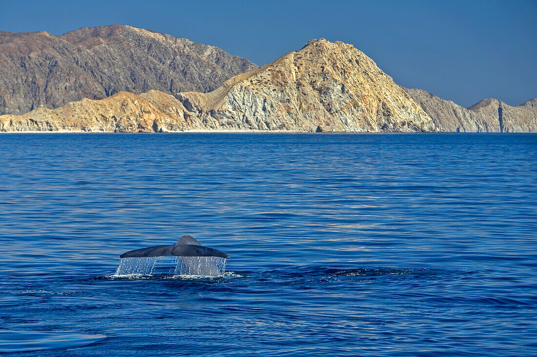 Blue whale, Balaenoptera musculus, flukes raised, swimming offshore.