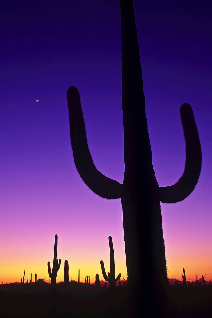 Sonoran-Wüste in der Dämmerung mit Saguaro-Kakteen und Mondsichel.