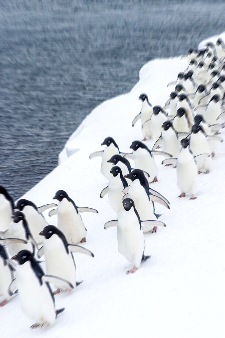 Adelie Penguins (Pygoscelis adeliae) walking in line.