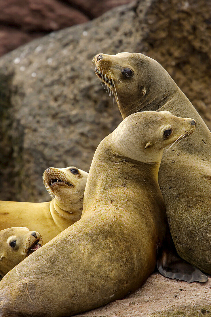 California Sea Lions, Gulf of California, Mexico.