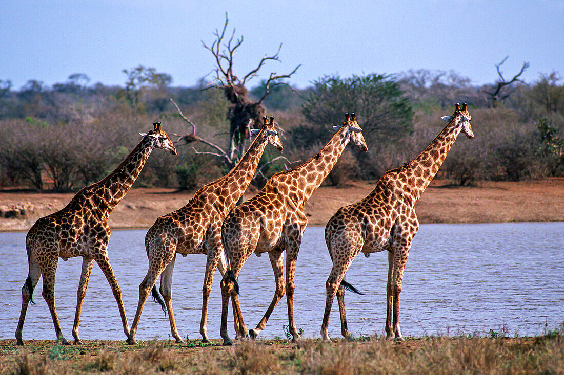 Giraffe am Wasserloch, Kruger, Südafrika.