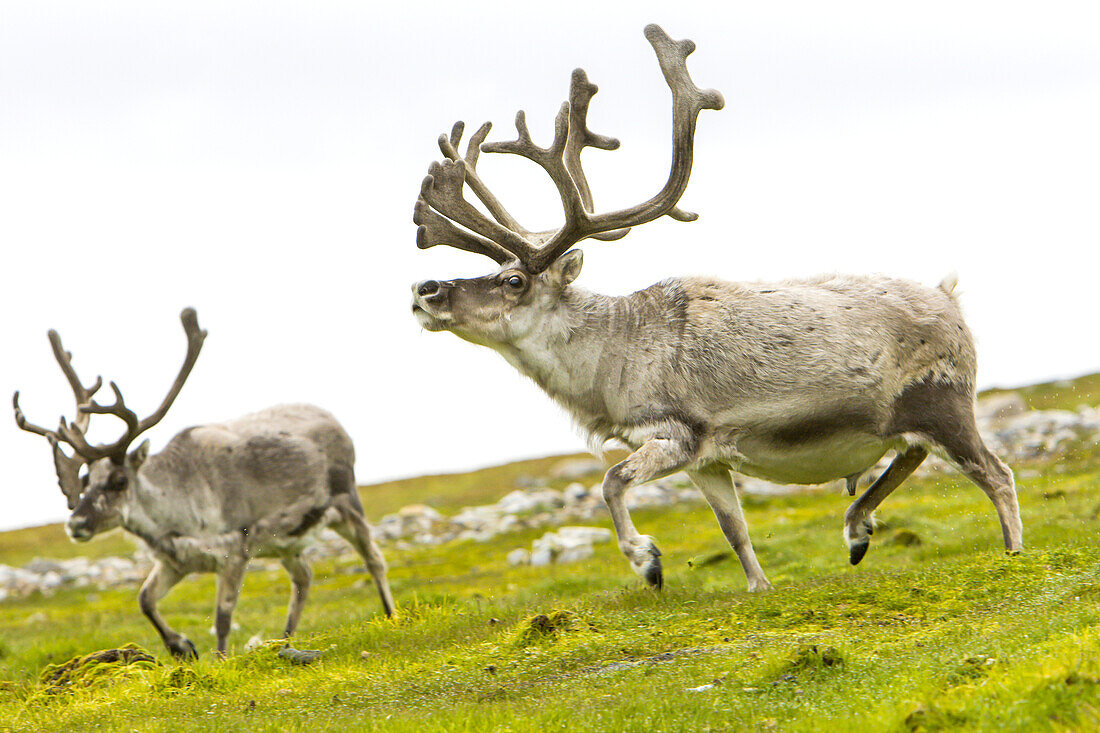 Spitzbergens Rentiere trotten über die grüne Tundra.