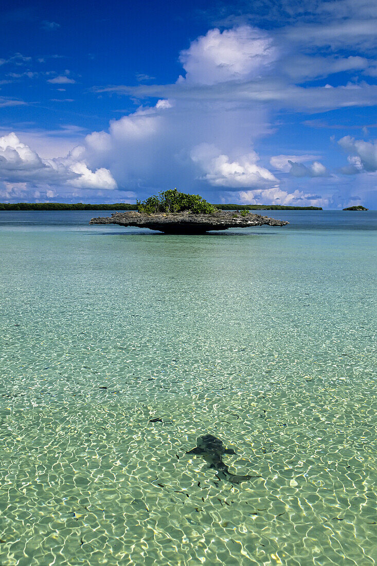 Shark in clear water near a mushroom island in the Aldabra Atoll.