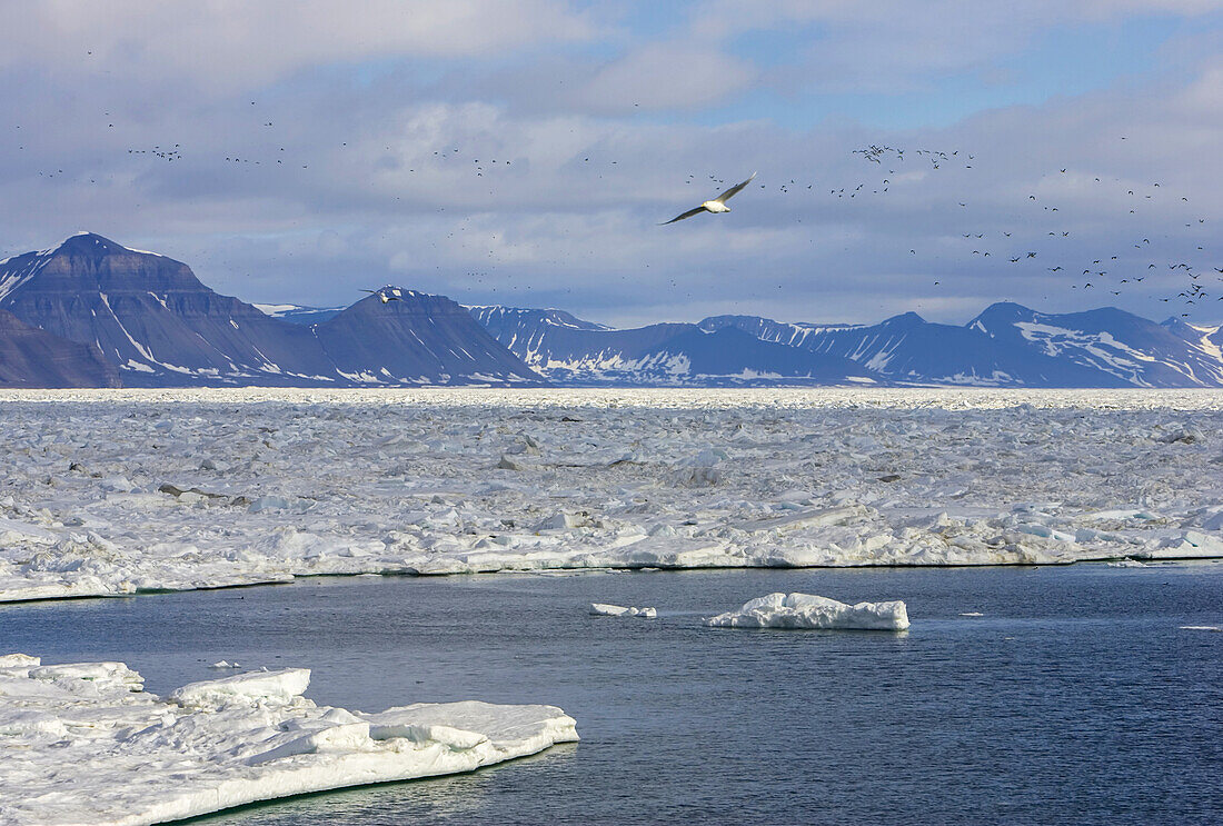 Seevögel fliegen entlang der Eiskante, Storfjord, Svalbard, Norwegen.