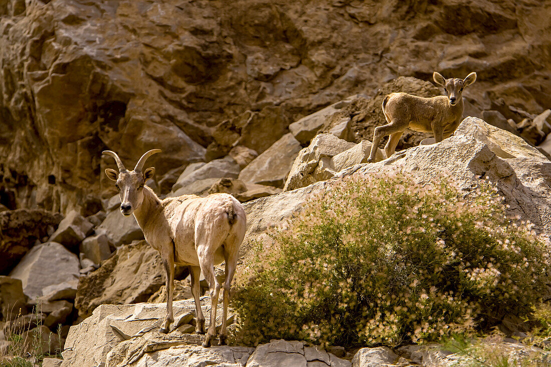 Desert bighorn sheep, Ovis canadensis nelsoni, adult and juvenile.