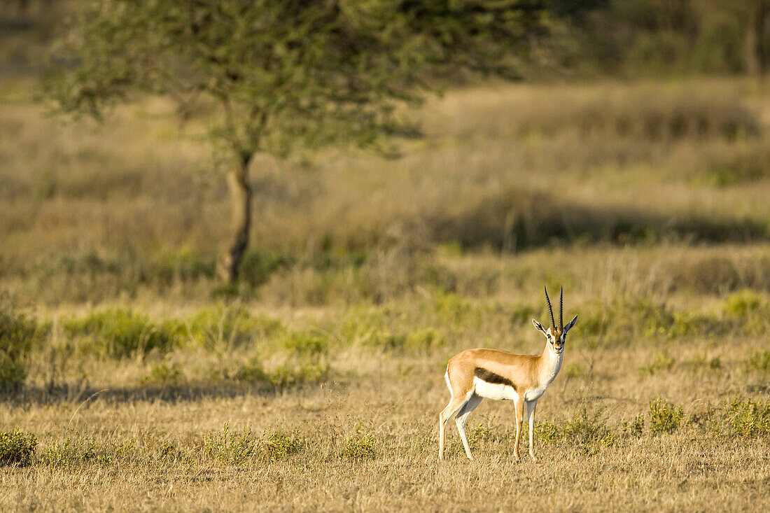 Eine Thomson-Gazelle schaut in die Kamera.