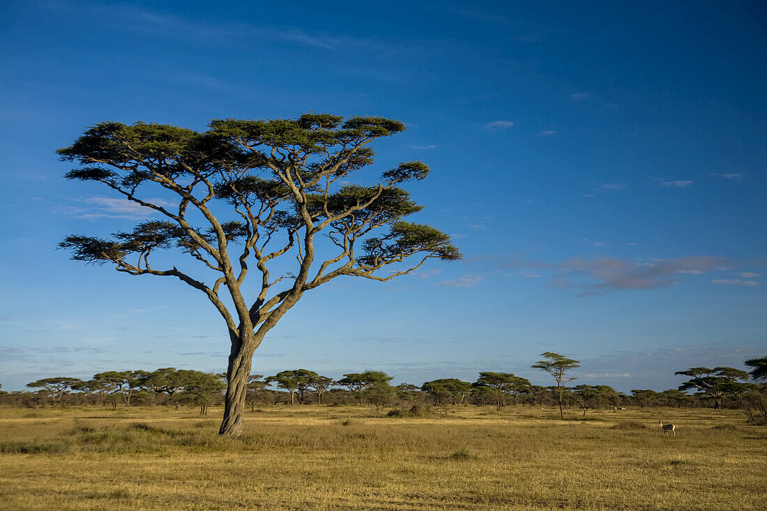 Ein Akazienbaum wächst in einer Ebene im Serengeti-Nationalpark.