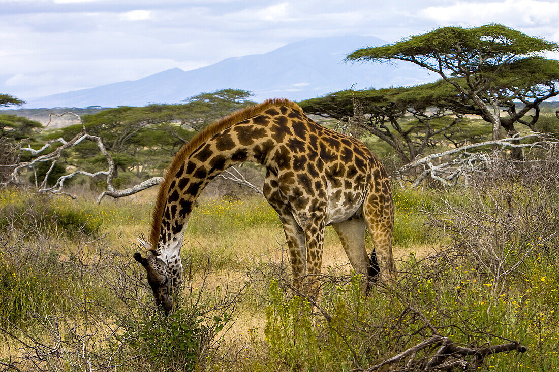 Eine Giraffe beugt sich zum Fressen herunter.