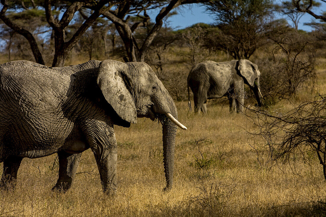Zwei afrikanische Elefanten spazieren durch die Serengeti-Ebenen.