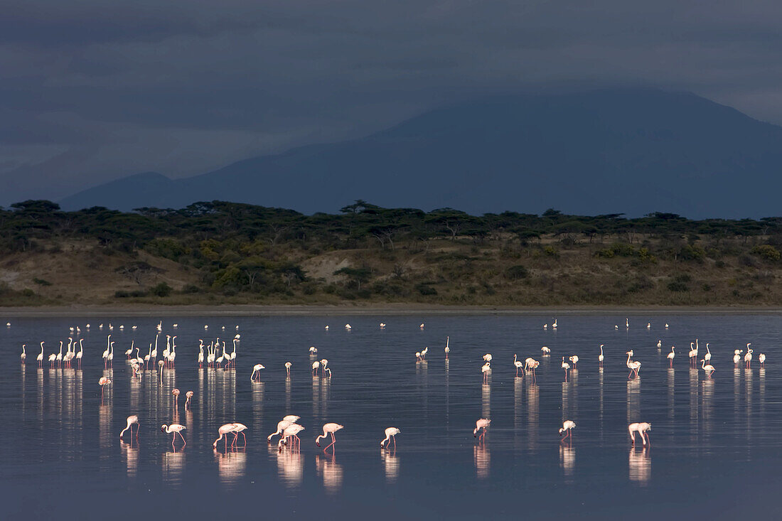 Lesser flamingos, Phoenicopterus minor, eating in a large lake.
