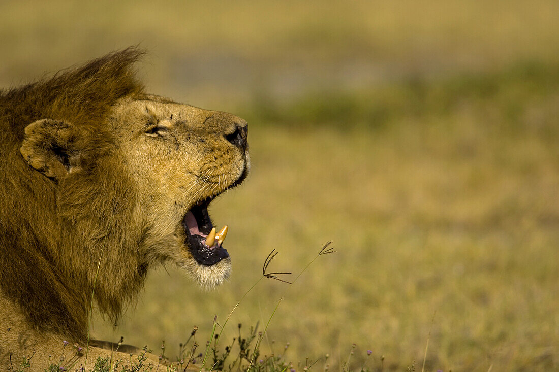 An African lion yawns in the midday sun.