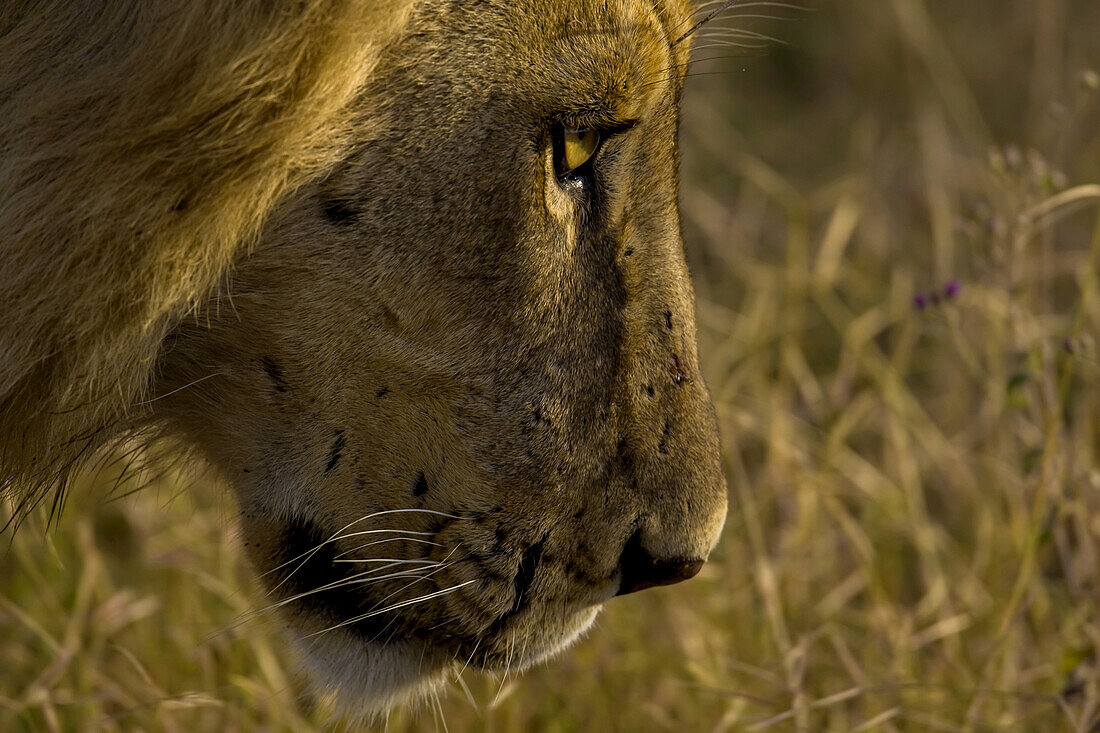 A closeup of a male African lion.