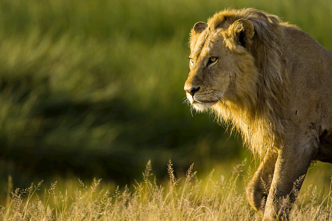 Majestic male African lion, Panthera leo, in golden sunlight.