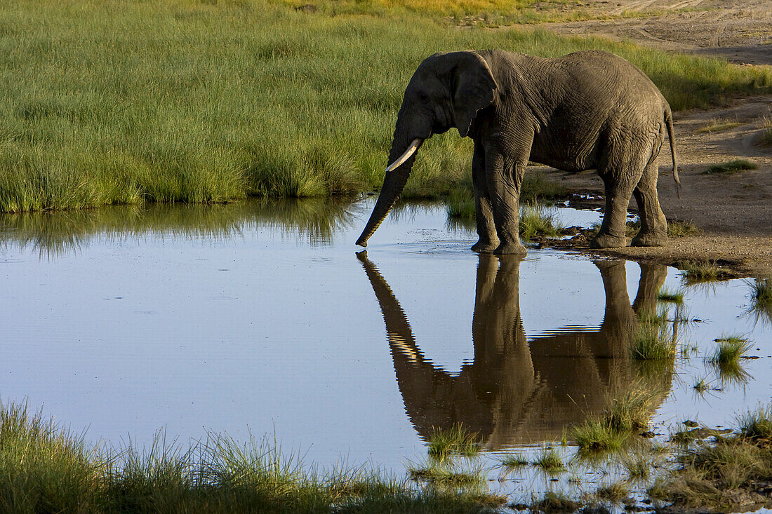 Afrikanischer Elefant und sein Spiegelbild in einer Wasserstelle.