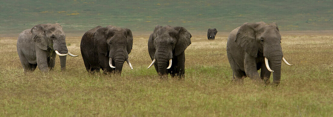 Five African elephants in grass along the waterside.