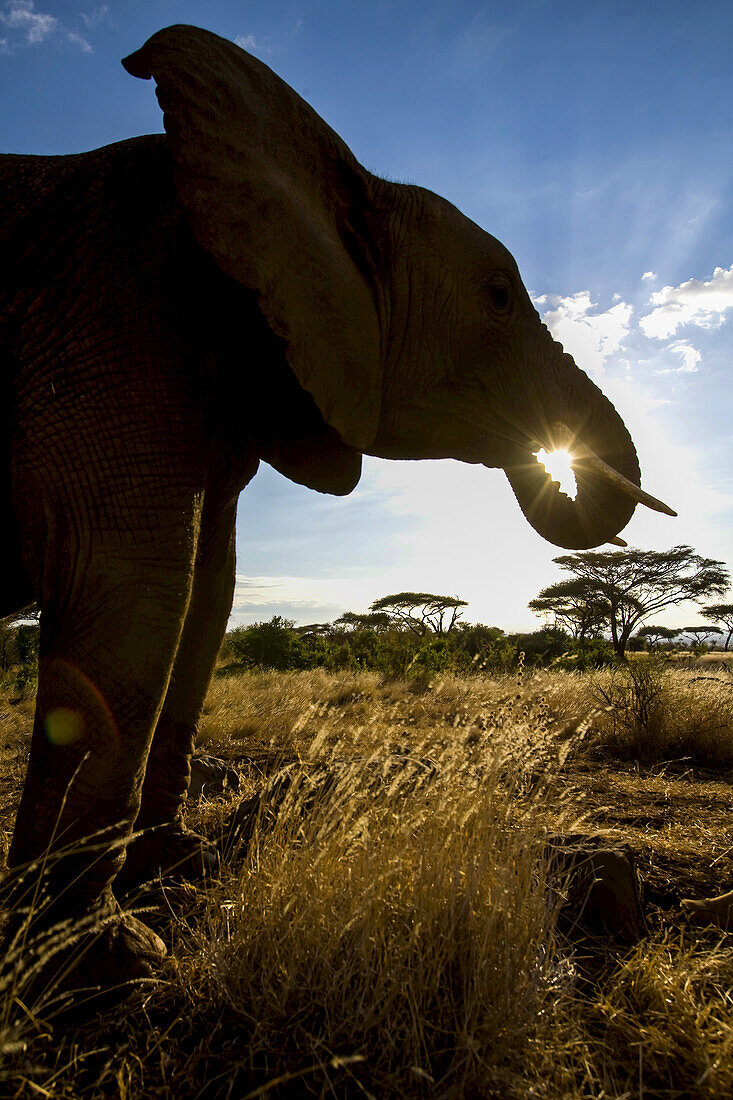 Silhouettierter afrikanischer Elefant, der die Sonne in seinem Rüssel zu halten scheint.