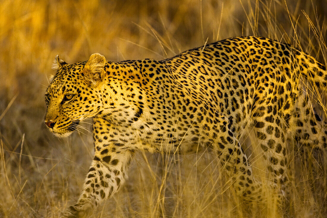 Leopard, Panthera pardus, in Gräsern bei Sonnenaufgang.