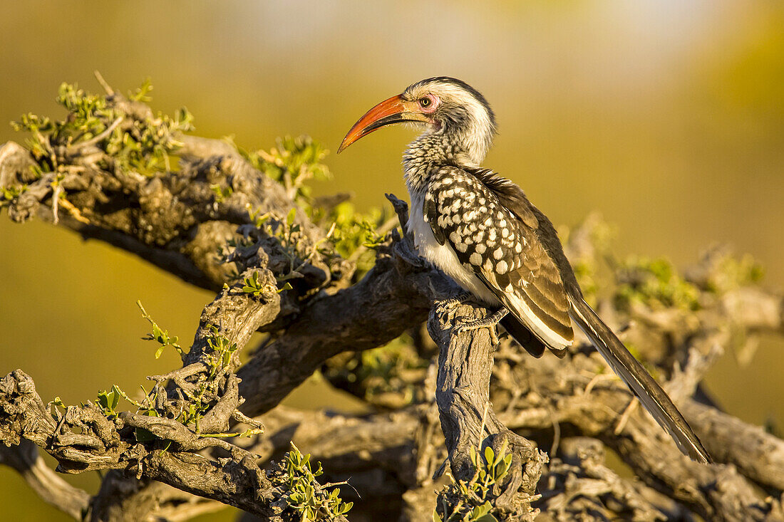 Profile of a red-billed hornbill perched on a branch.