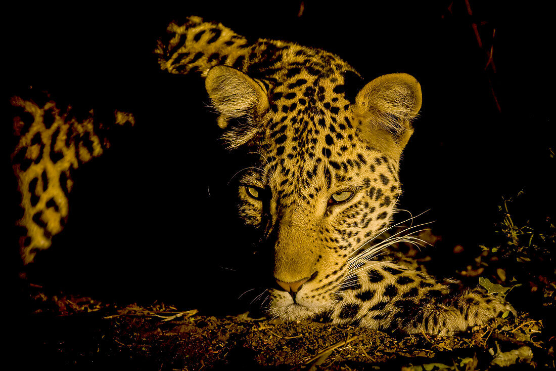 Portrait eines ruhenden Leoparden, Panthera pardus, bei Nacht.