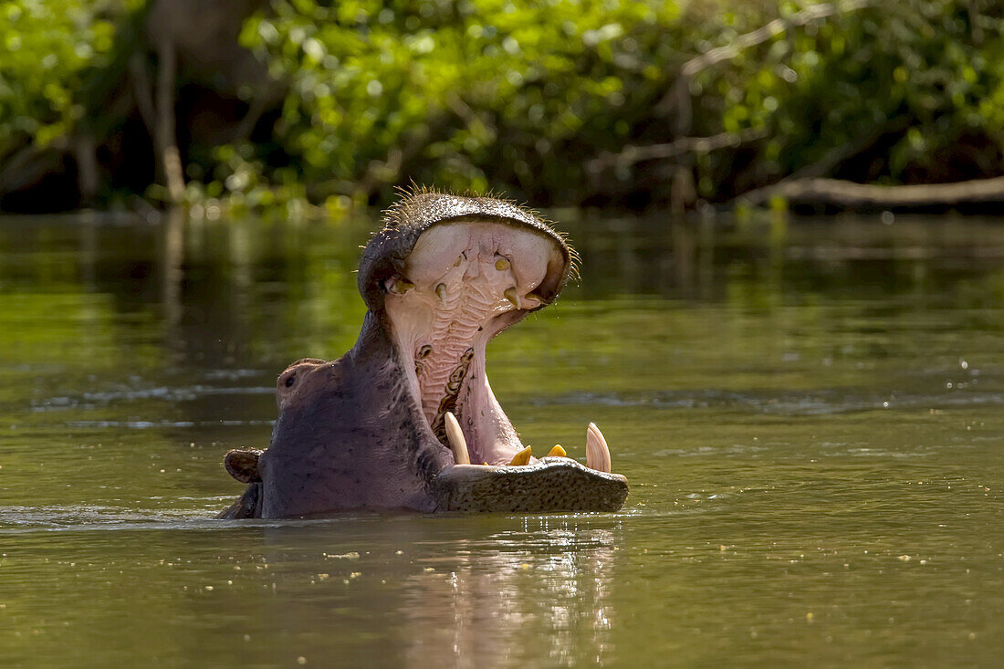Ein Flusspferd, Hippopotamus amphibius, im Wasser mit offenem Maul.