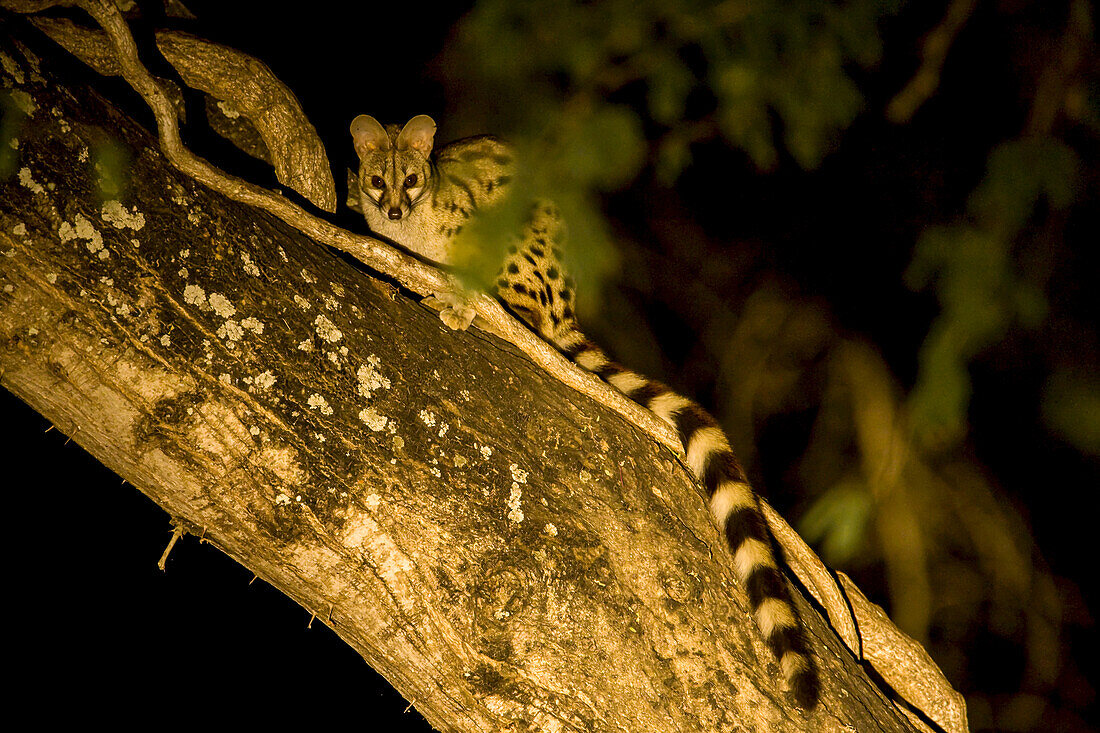 Large Spotted Genet sitting in a tree at night.