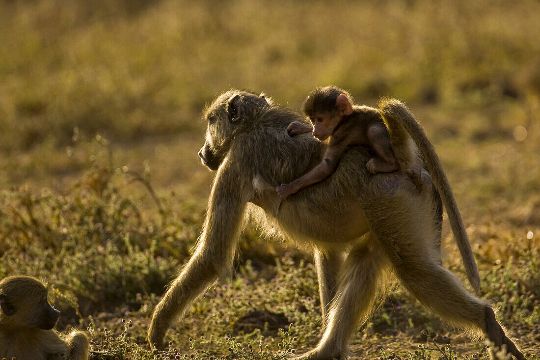 A chacma baboon, Papio cynocephalus ursinus, with a baby on it's back.