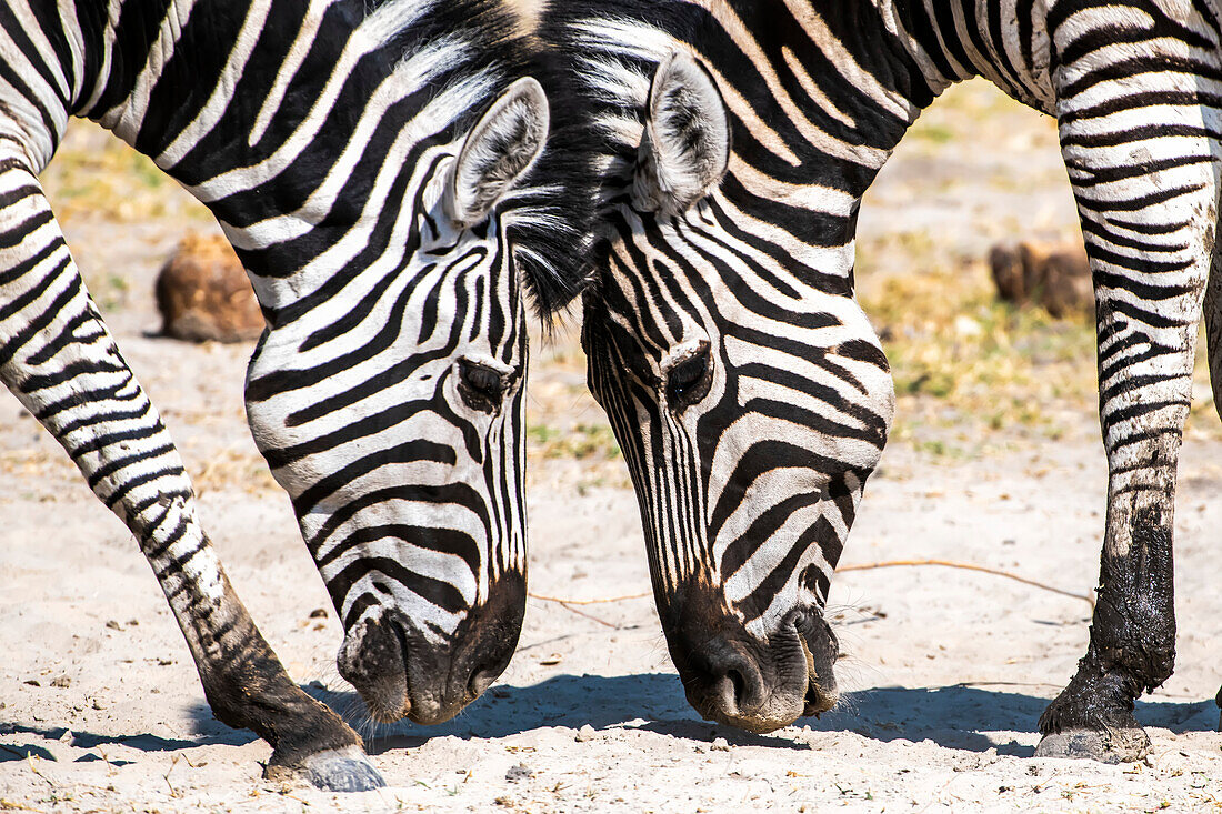 Paar Steppenzebras (Equus burchelli) Auge in Auge mit ihren Nasen auf dem Boden; Afrika