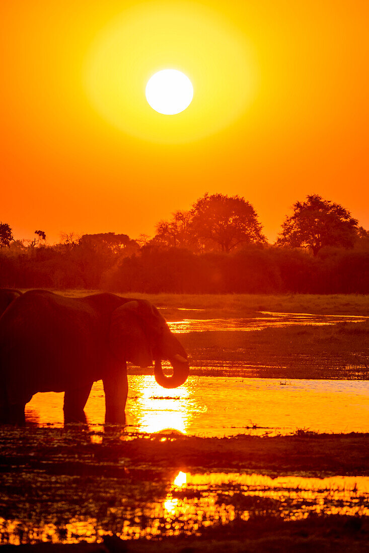 Silhouette eines afrikanischen Buschelefanten (Loxodonta africana) am Flussufer stehend bei Sonnenuntergang; Okavango Delta, Botswana