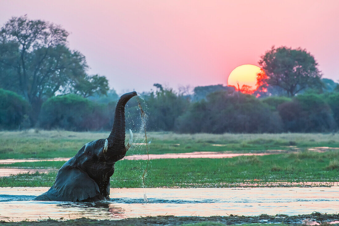 Afrikanischer Buschelefant (Loxodonta africana) taucht in den Fluss ein, hebt seinen Rüssel in die Luft und trinkt im Wasser, während die Sonne hinter den Bäumen untergeht; Okavango Delta, Botswana