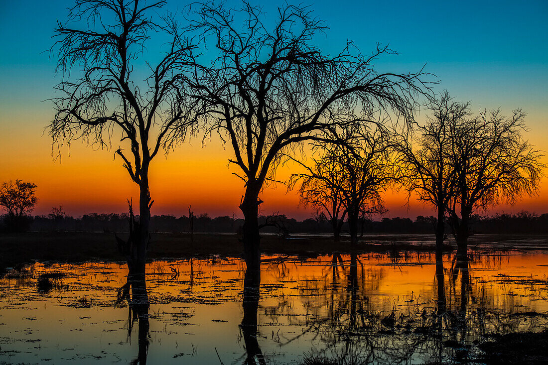 Silhouette of a row of dead trees with the sunset reflecting its orange glow in the river; Okavango Delta, Africa