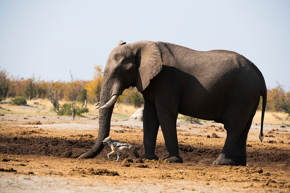 An African bush elephant (Loxodonta africana) digs a hole in the soil to access water on the savanna while a black-backed jackal (Lupulella mesomelas) passes by; Okavango Delta, Botswana