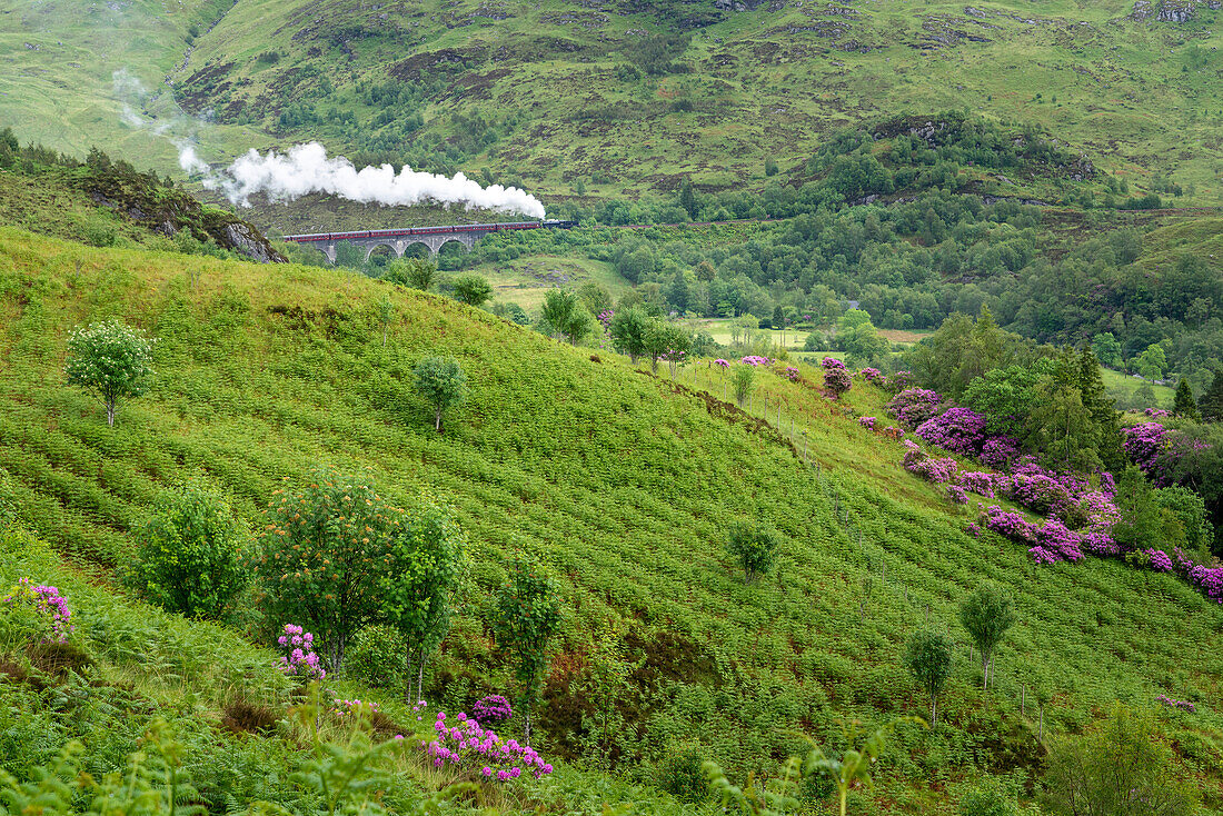 Der durch die Harry Potter-Filme berühmt gewordene Jacobite Train fährt über das Glenfinnan Viaduct in Glenfinnan, Schottland; Glenfinnan, Inverness-shire, Schottland